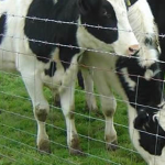 Field Fence