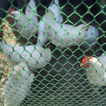 ตาข่ายพลาสติกกรงไก่ / PVC / หกเหลี่ยม / สี่เหลี่ยม