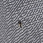 ตาข่ายพลาสติกกรงไก่ / PVC / หกเหลี่ยม / สี่เหลี่ยม